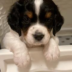 French Brittany Puppies from Swift Family Farm, LLC