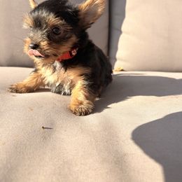 Yorkshire Terrier Puppies from Jaymele Fultz