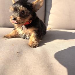 Yorkshire Terrier Puppies from Jaymele Fultz