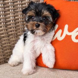 Oogie - Parti male Yorkshire Terrier puppy in Jacksonville, Florida from Yorktown Yorkies