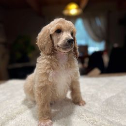Rudy - Cream male Poodle puppy in Wolf Creek, Oregon from Dejah Bleu Kennels