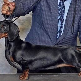 Edna - Dachshund