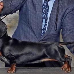 Edna - Dachshund