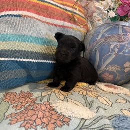 Female 3 - Black female Morkie puppy in Ludlow, Missouri from Countryside Doodles and Mohr