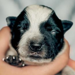 Boy 6 - Blue male Australian Cattle Dog puppy in Blackfoot, Idaho from Circle C Australian Cattle Dogs