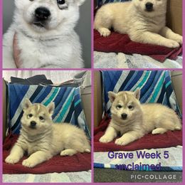 Grave - Gray and white female Siberian Husky puppy in Canton, Ohio from Bleu Skies Siberian Huskies