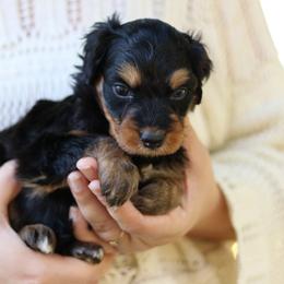 Rori - Black tri-color female Aussiedoodle puppy in Orleans, Indiana from Mae Blossom Puppies