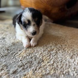 Aspen's Boy 1 - Blue merle white and tan male Shetland Sheepdog puppy in Shirley, Arkansas from Lucky Pups