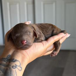 Boy 3 - Chocolate male Goldendoodle puppy in Waterford, California from Alvdoodles