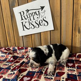 English Springer Spaniel Puppies from Crafts Springer Love