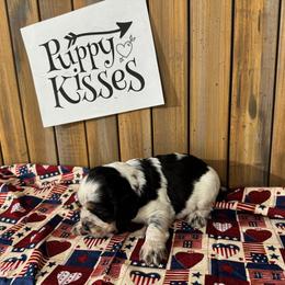 English Springer Spaniel Puppies from Crafts Springer Love