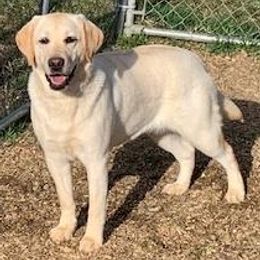 Labrador Retrievers from Splash Labradors