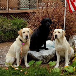 Labrador Retrievers from Gabilan Hills