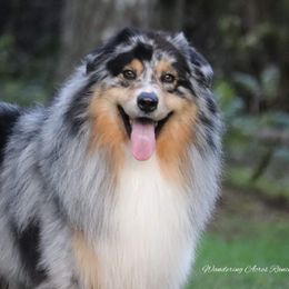 Goose  - Australian Shepherd