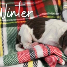 Winter - Liver white and tan female English Springer Spaniel puppy in Barnstead, New Hampshire from C & S Farms