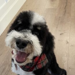 Bernedoodles and Labradoodles from Stout Mountain Doodle Ranch