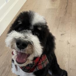 Bernedoodles and Labradoodles from Stout Mountain Doodle Ranch