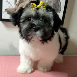 Girl 2 - Black and white female Shorkie puppy in Boca Raton, Florida from Tina-Marie's Pups