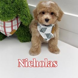 Nicholas - Apricot male Maltipoo puppy in Buford, Georgia from Petite Posh Puppies