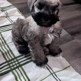 Desarae' - Liver female Miniature Schnauzer puppy in Aurora, Missouri from Crazy 'Bout Schnauzers