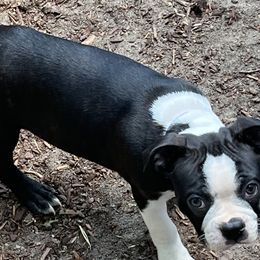 Boston Terriers from Bandloki Boston Terrier