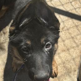 German Shepherd Puppies from Brooks High Quality Breeders