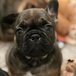 French Bulldog Puppies from Nuthin’ But Frenchies