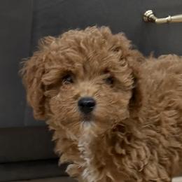 Ozzie - Red  male Goldendoodle puppy in Mint Hill, North Carolina from DoodleForever