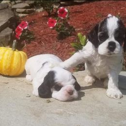 Cocker Spaniel Puppies from Am-Erica's