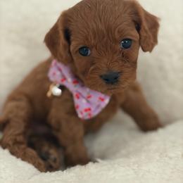 Scarlett - Red female Cavapoo puppy in Wanette, Oklahoma from Christina Kolovos