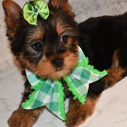 Sarah - Black and tan Yorkshire Terrier puppy in Maple Heights, Ohio from Yorkiesllc