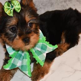 Sarah - Black and tan Yorkshire Terrier puppy in Maple Heights, Ohio from Yorkiesllc
