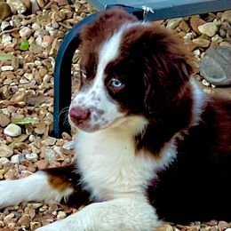 Australian Shepherds from Curry’s Australian Shepherds