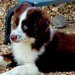 Australian Shepherds from Curry’s Australian Shepherds
