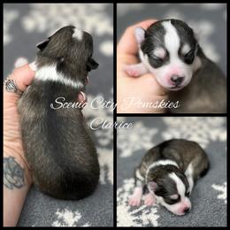 Clarice - Silver and white female Pomsky puppy in Rossville, Georgia from Scenic City Pomskies