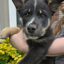 Green Boy (Lupus) - Black and tan male Lapponian Herder puppy in Hunt, New York from Onnellinen Kennels Lapponian Herders