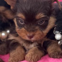 Girl 3 - Chocolate and tan female Yorkshire Terrier puppy in Taylorsville, North Carolina from SilverLining highlands and hounds