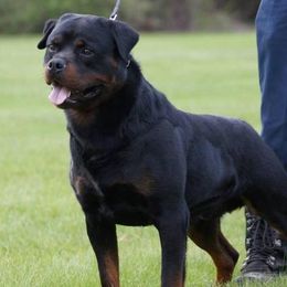 Rottweilers from Golden valley Rotweillers