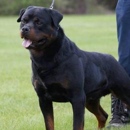 Rottweilers from Golden valley Rotweillers