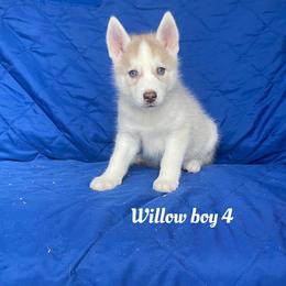 Willow boy 4 - Brown and white male Siberian Husky puppy in Ocala, Florida from Florida Husky Puppies