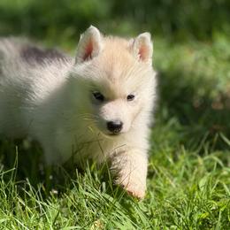 Cerberus - Gray and white male Siberian Husky puppy in Amery, Wisconsin from Sovereign Siberians