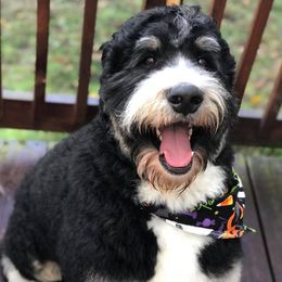 Bernedoodles and Goldendoodles from KaZoo Doodles