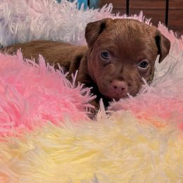 Patterdale Terrier Puppies from Moormont Kennels