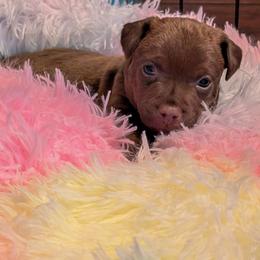 Patterdale Terrier Puppies from Moormont Kennels