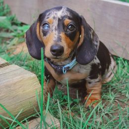 Dachshund Puppies from Hoosier Little Wieners