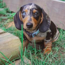 Dachshund Puppies from Hoosier Little Wieners