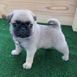Pugs from Daigrepont Pugs