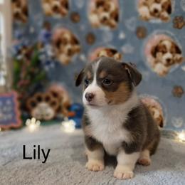 Lily - Blue female Pembroke Welsh Corgi puppy in Montgomery County, Tennessee from Anita’s little Corgi Haven
