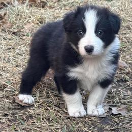 Han - Black and white male Border Collie puppy in Mckinney, Texas from Border Collies of Ruidoso