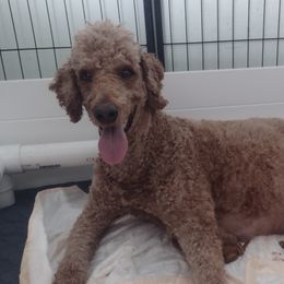 Lily - Goldendoodle